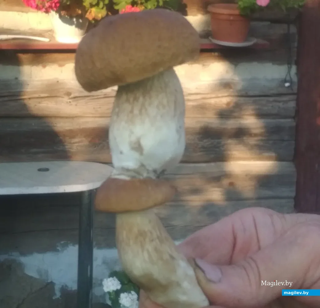 Фото Аллы Шлямар из деревни Быковка Щучинского района.