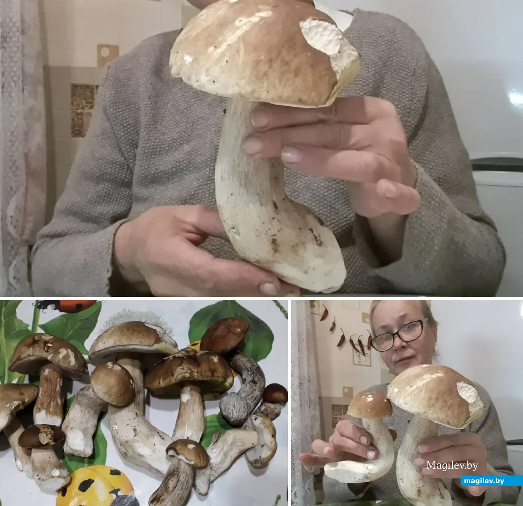 Трофеи Надежды Шедько.