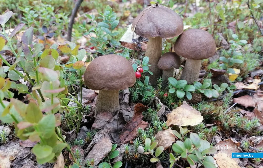 Фото Светланы Соломиной.