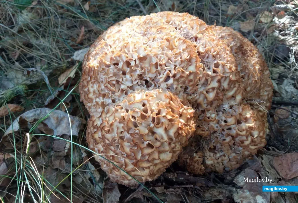 «Грибная капуста» (Спарассис курчавый или кудрявый). Фото Татьяны из Марьиной Горки.
