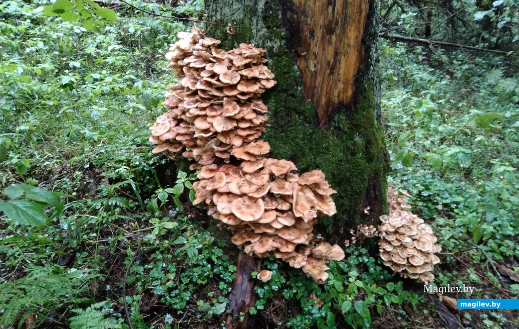 Фото Марины Шлык из Минского района.