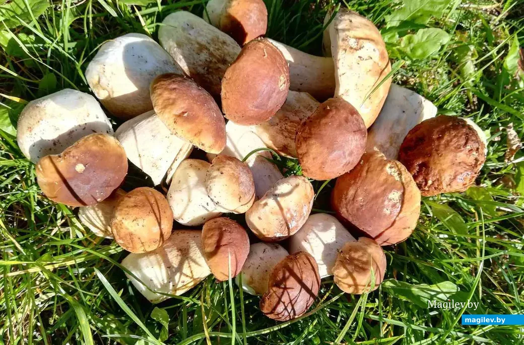 Фото Светланы Лиходиевской из Минска.