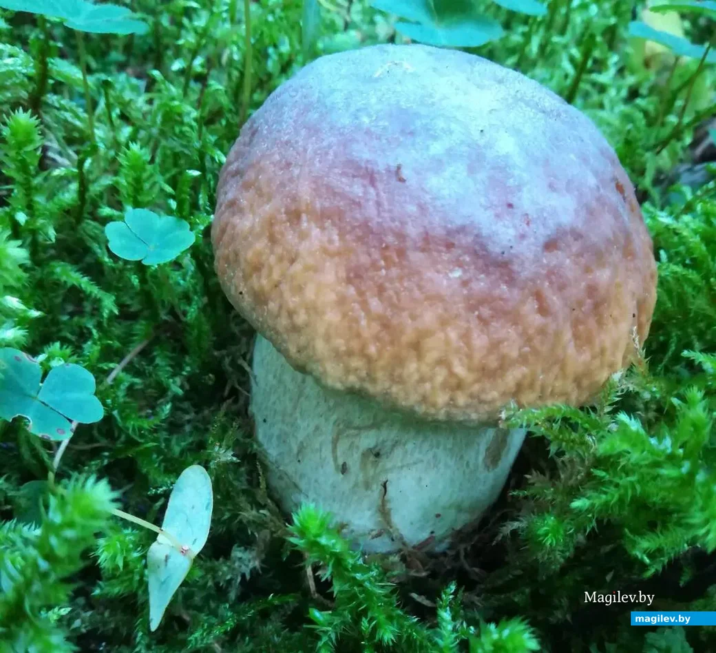 Фото Светланы Лиходиевской из Минска.
