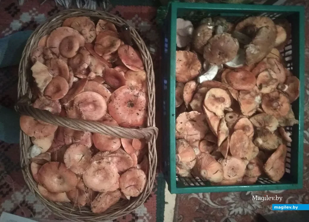 "Рыжики-тоже очень вкусные грибочки". Фото Анны Шакуры.