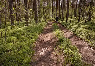 За сутки в лесах Беларуси заблудились пять человек
