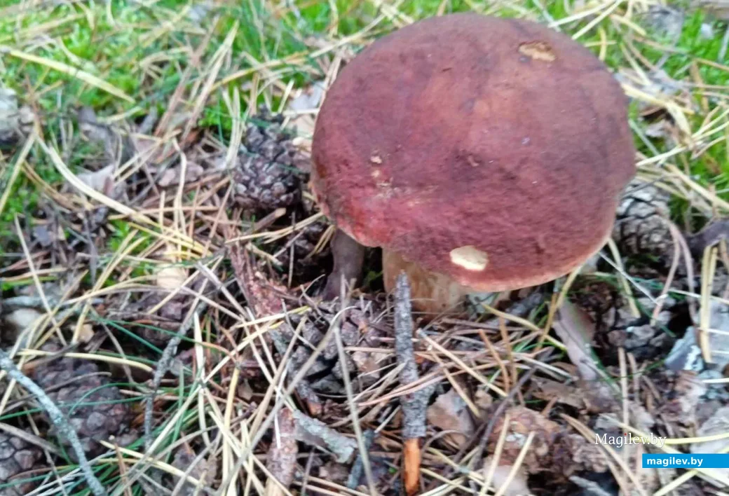 Фото Татьяны Марцовой из Борисова.