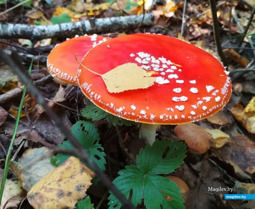 Фото Людмилы Пушистовой из Быхова .