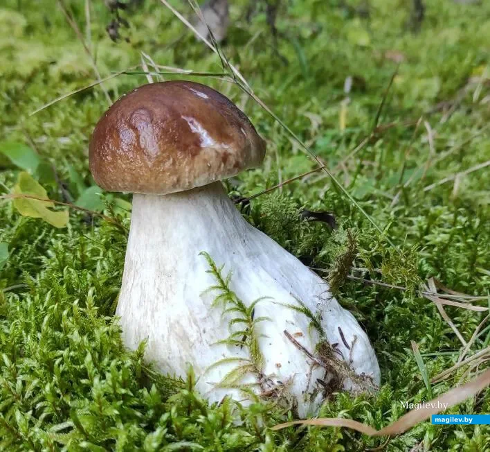 Фото Александра Дуева из Минской области.