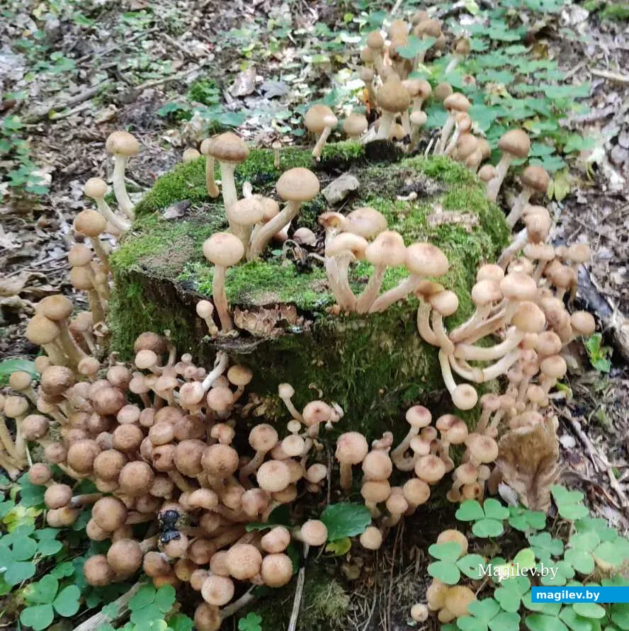 Фото Александра Дуева из Минской области.