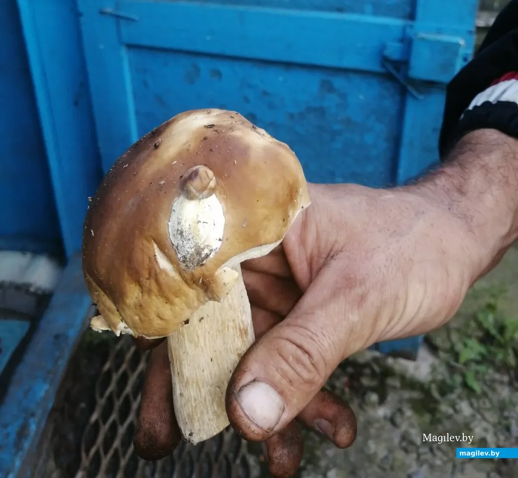 Фото Марии Калацей из агрогородка Рудня Мозырского района Гомельской области.