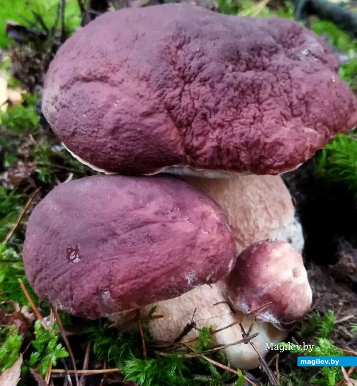Фото Марины Зеньковой из Рогачева Гомельской области.