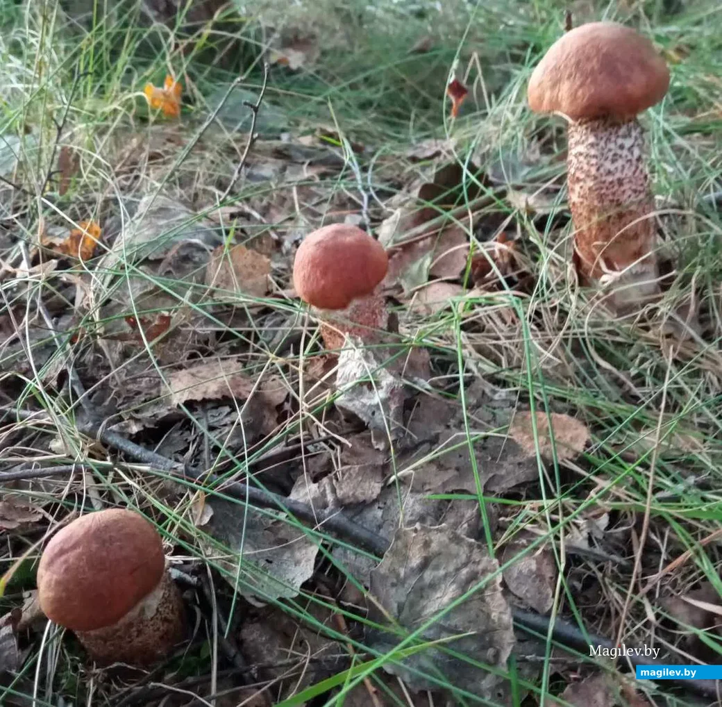 Фото Натальи Хомич из Пинска.