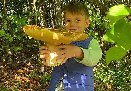 «Грибалка» с Кексом, грибы во дворе и ежовик коралловидный