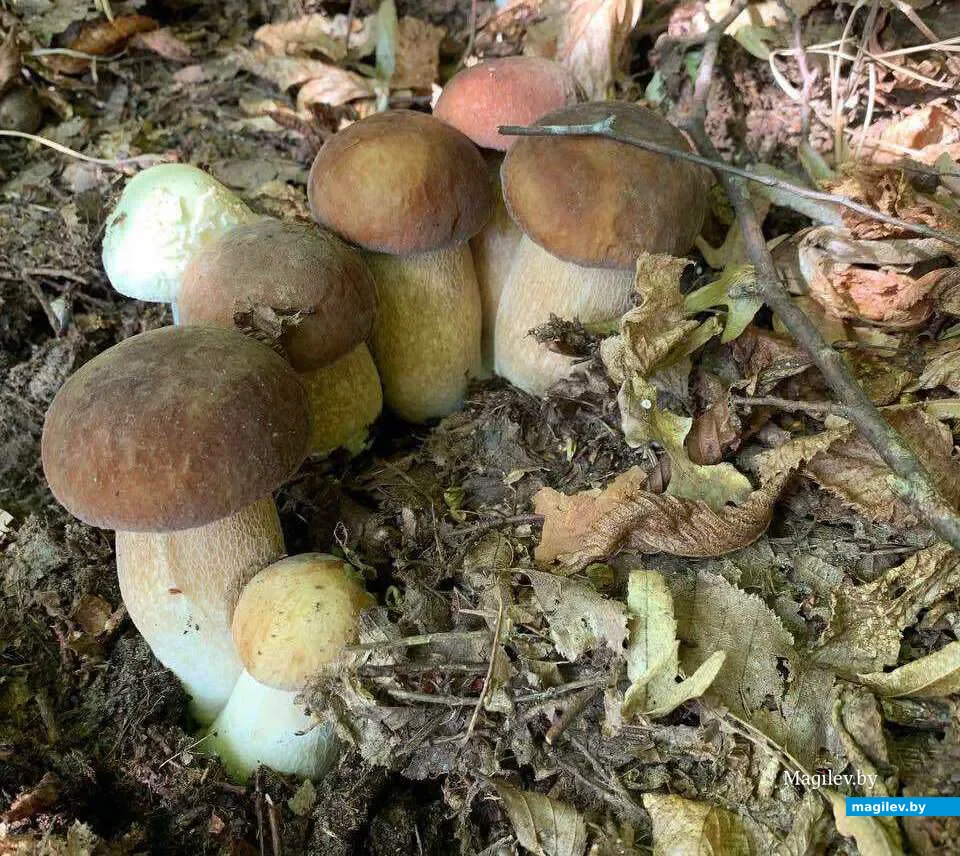Фото Анны Родичевой из Гомеля.