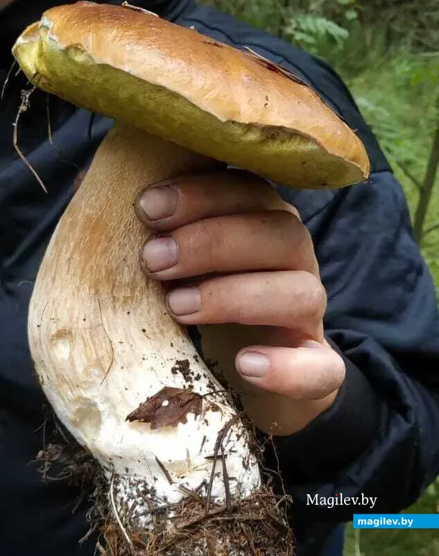 Фото Елены Коваленко из поселка Усть-Луга Кингисеппского района (Россия).