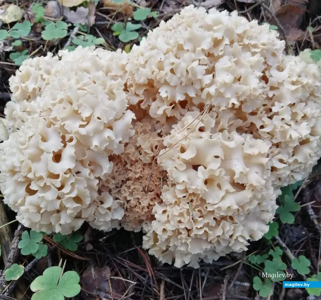 Фото Марины Лейбутиной из агрогородка Новые Самотевичи Костюковичского района Могилёвской