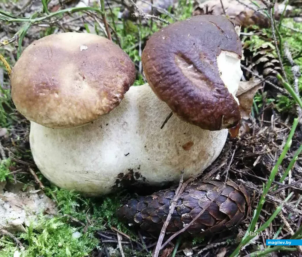 Фото Марины Лейбутиной из агрогородка Новые Самотевичи Костюковичского района Могилёвской