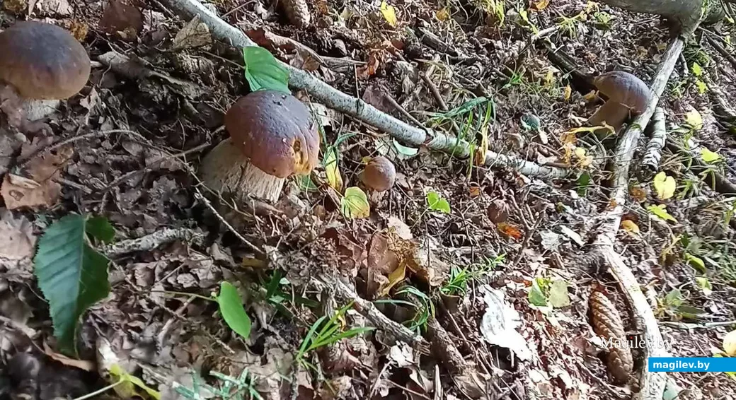 Фото Виктора Сысоя из Минска.