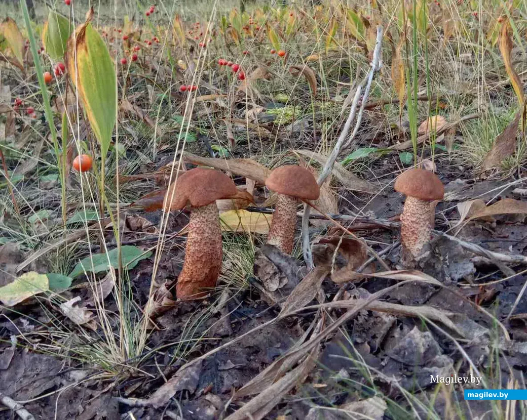 Фото Светланы Мигун.