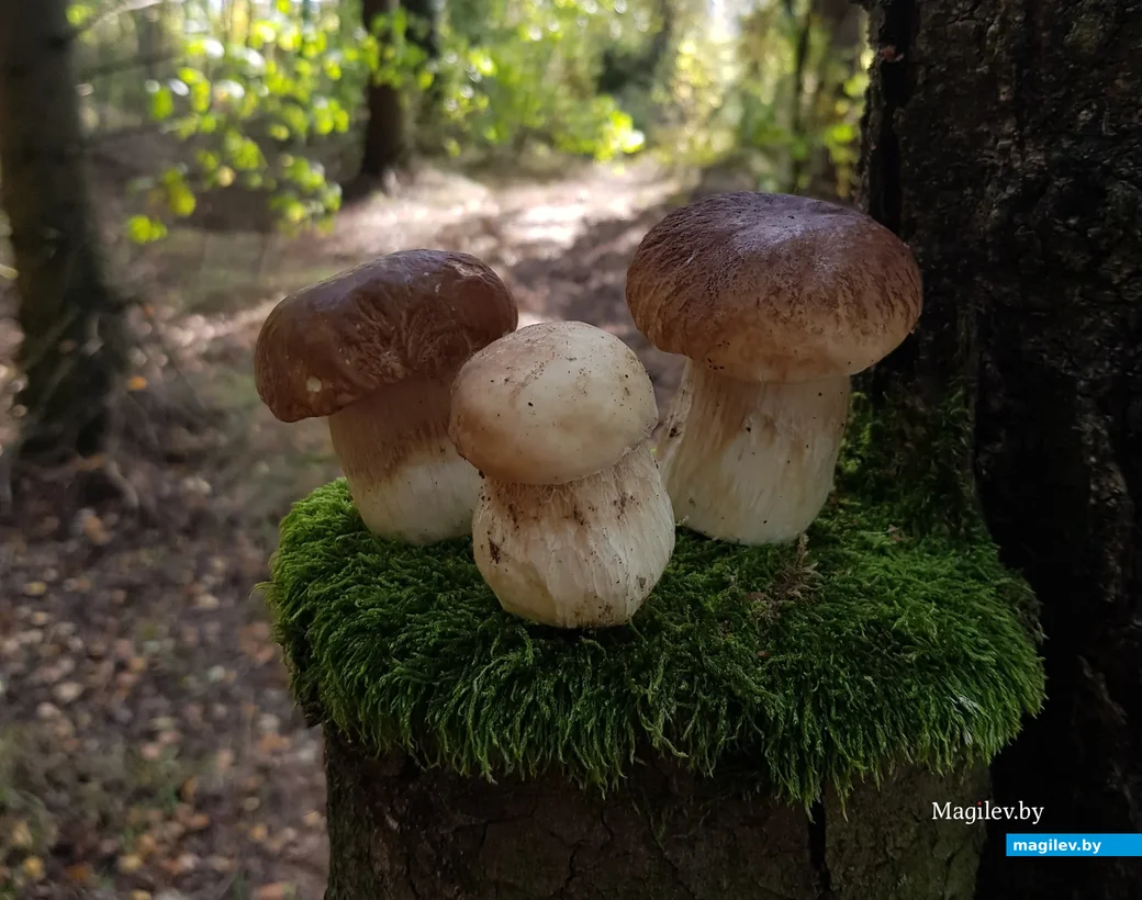 Фото Елены Каржицкой.