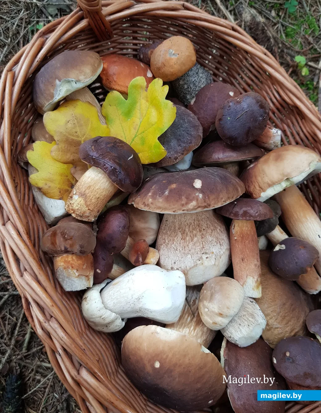 Фото Елены Каржицкой.