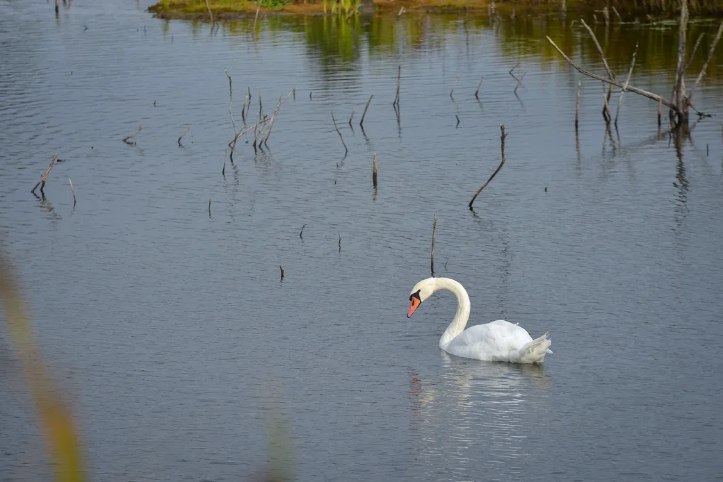 Бобруйск. Озеро в Черепичном карьере. Фото: Александр Чугуев.