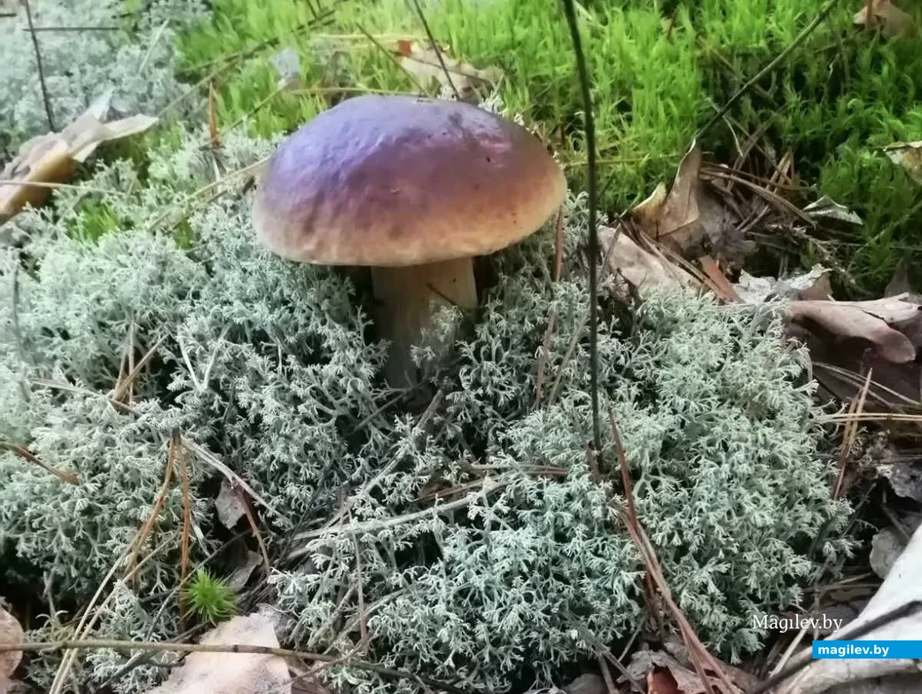 Фото Елены Зубкевич.