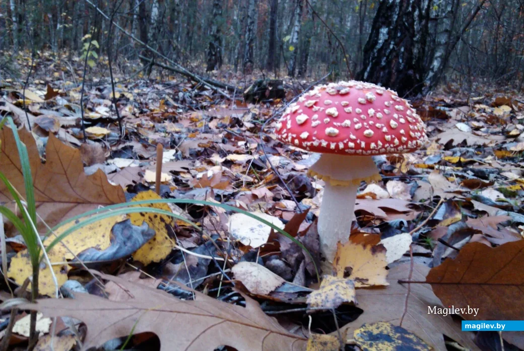 Фото Александра Вакульчика.