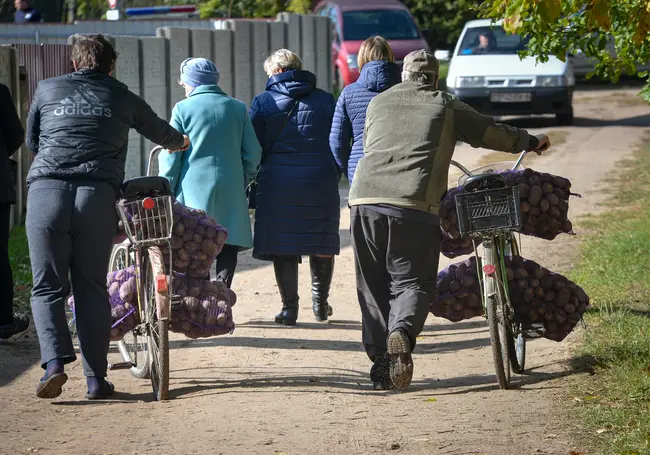Почем картошка в вайбере? Сравнили цены на сельхозпродукцию в интернете и на рынке