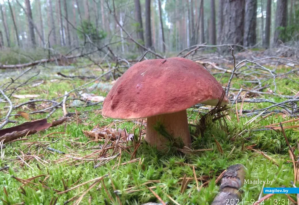 Фото Ольги Петришиной из Борисова.