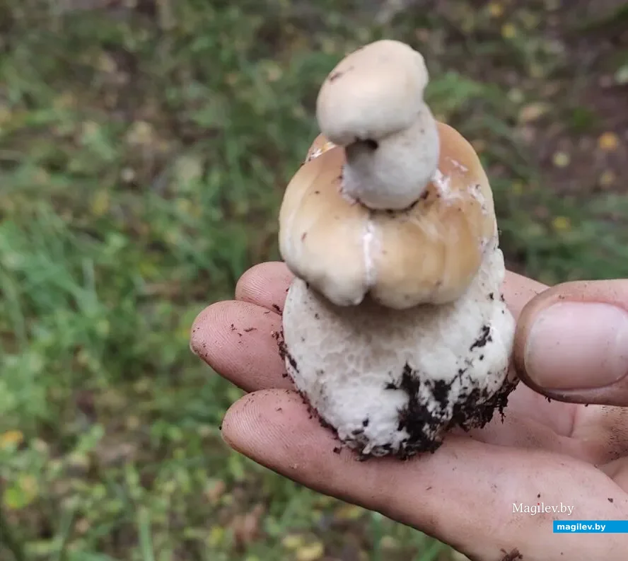 Фото Андрея Чернякова из Жлобина.