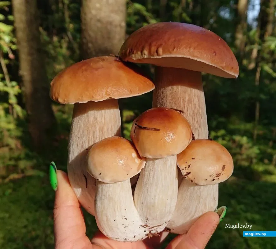 Фото Надежды Наливко из Минска.