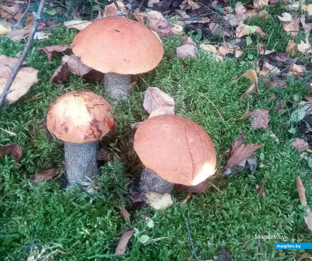Фото Алексея Дворчука из агрогородка Жорновка Осиповичского района.