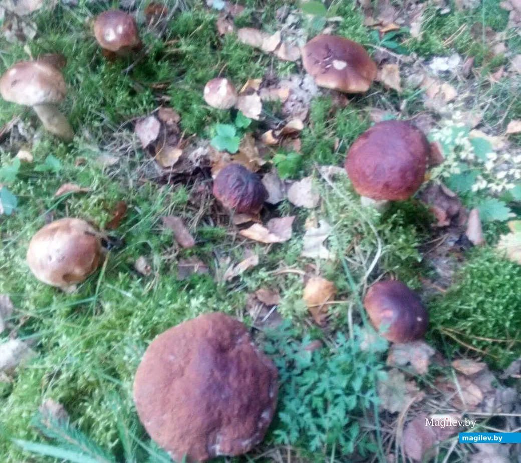 Фото Алексея Дворчука из агрогородка Жорновка Осиповичского района.
