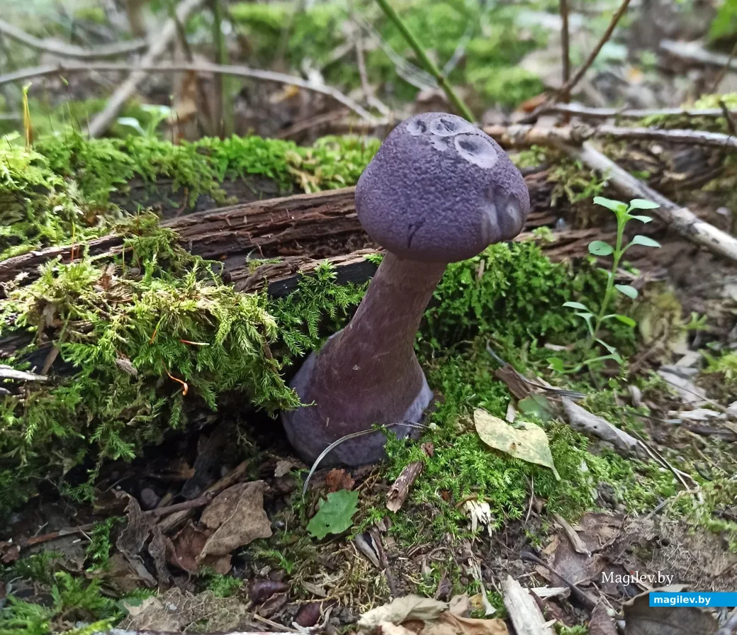 Фото Сергея из Ошмянского района Гродненской области.