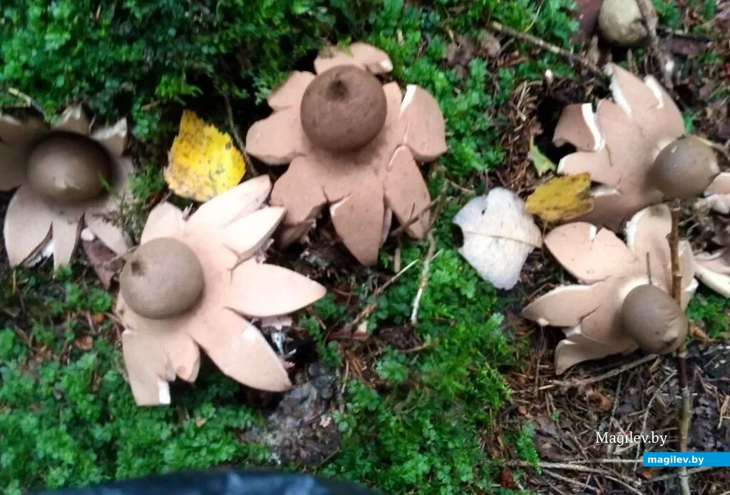 Фото Валерия Артюшевского из Минска.