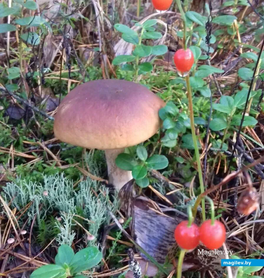 Фото Анатолия Матейки из Барановичей.
