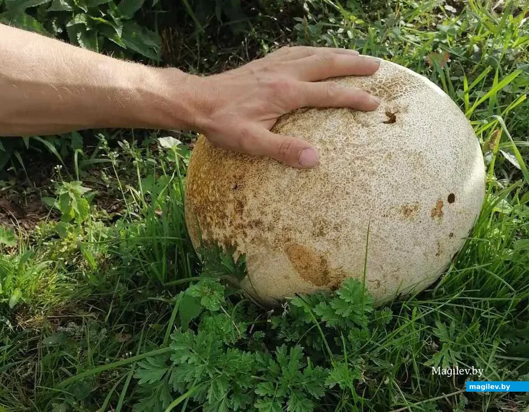 Фото Екатерины Чучвал из городского поселка Глуск.