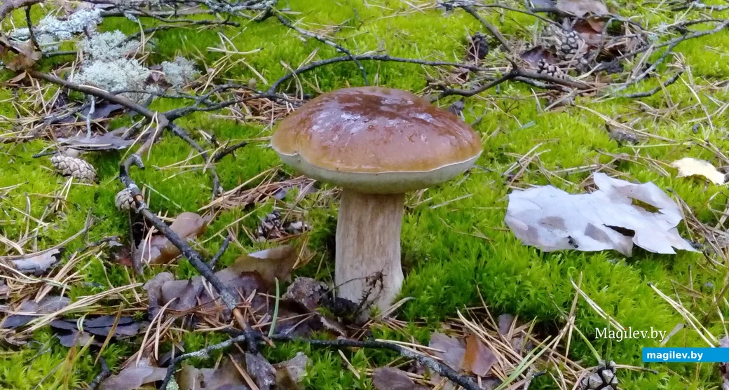 Фото Сергея Блюмина из Гомеля.