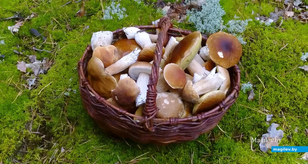 Фото Сергея Блюмина из Гомеля.