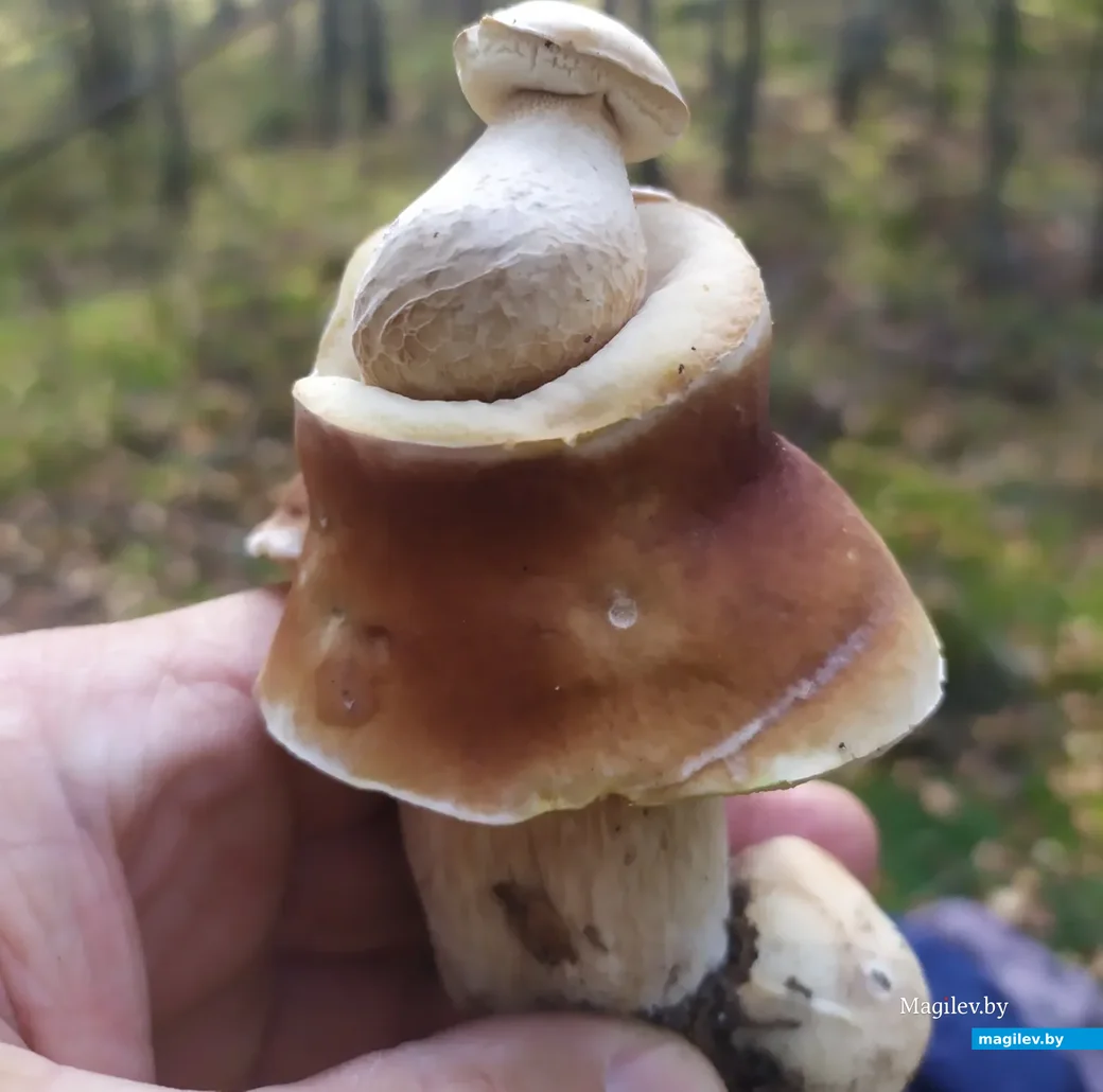 Фото Людмилы Николаевны из Минска.