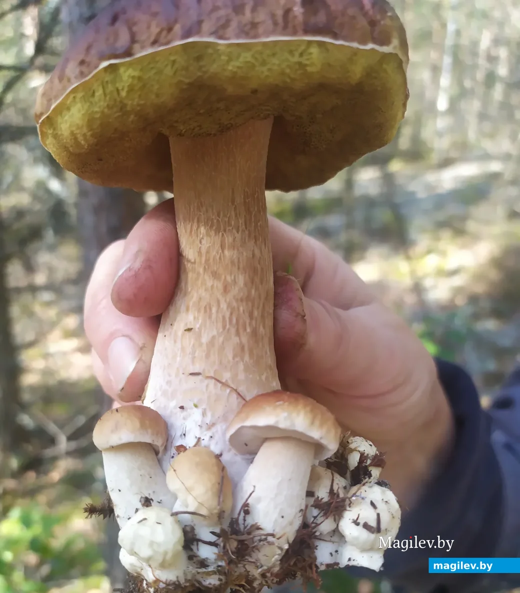 Фото Людмилы Николаевны из Минска.