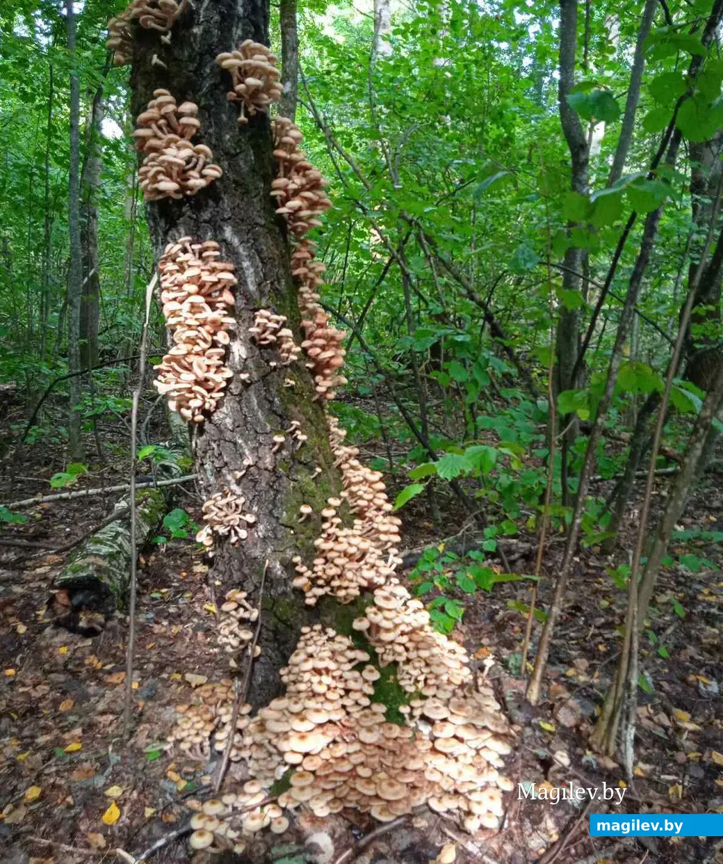 Фото Ларисы Шелепневой из городского поселка Краснополье