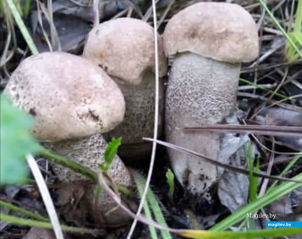 Фото Анны Кабановой их Хабаровска.