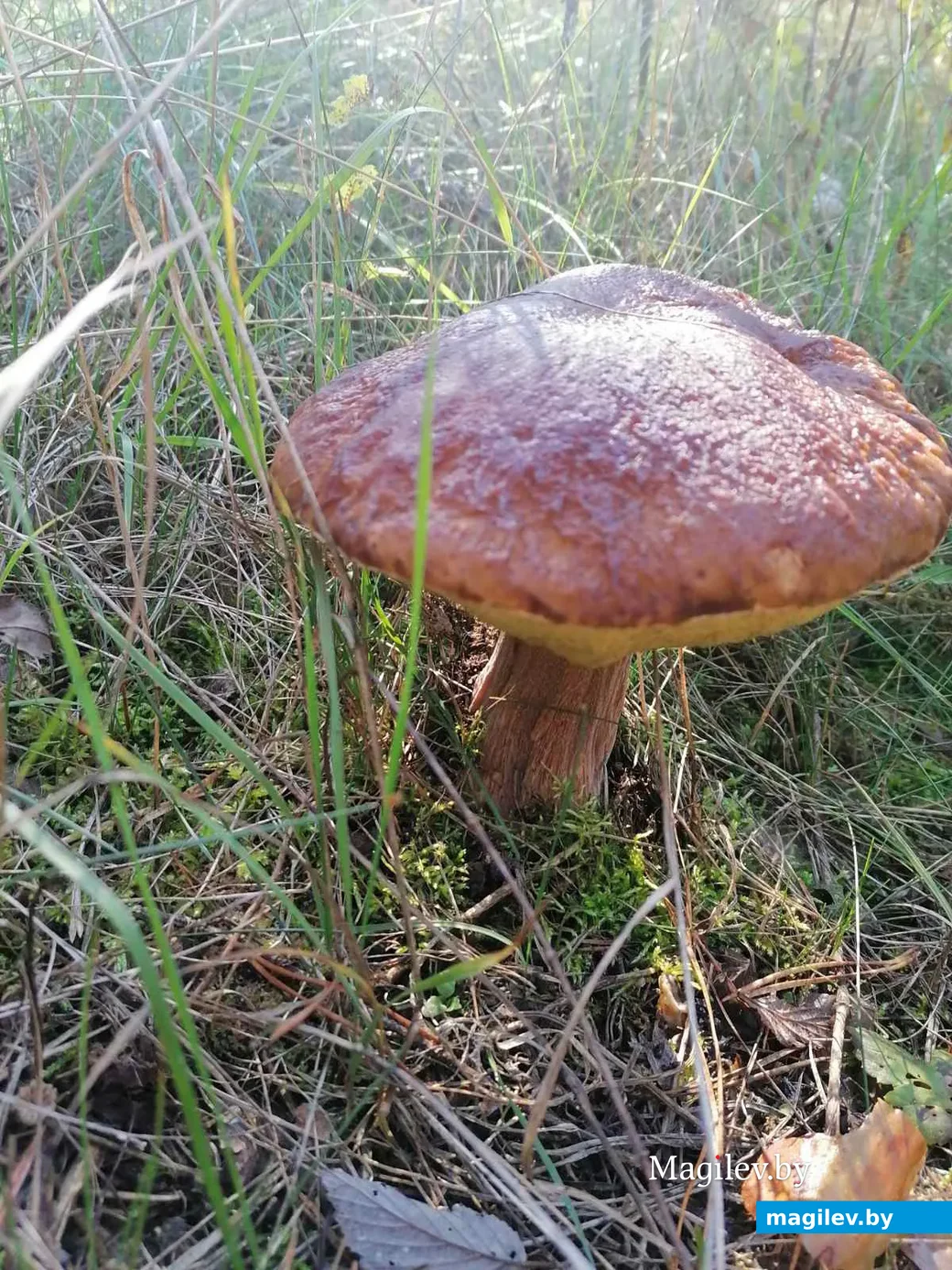 Фото Алены из Добруша