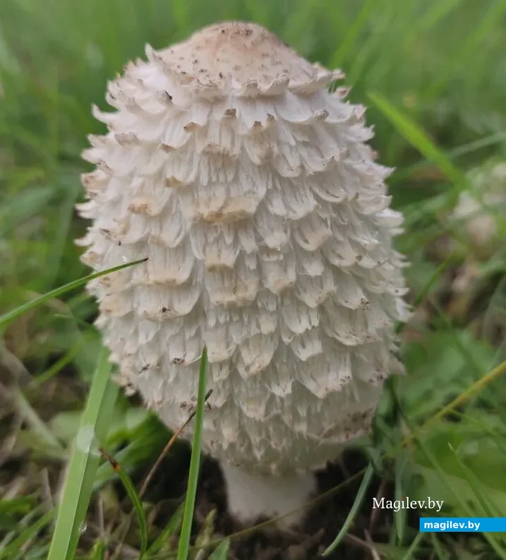 Гриб "навозник белый". Фото Игоря из Мозыря.
