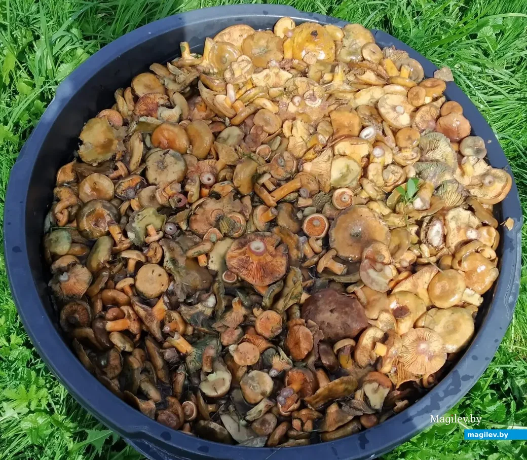 Фото Оксаны Галицкой из Минска .