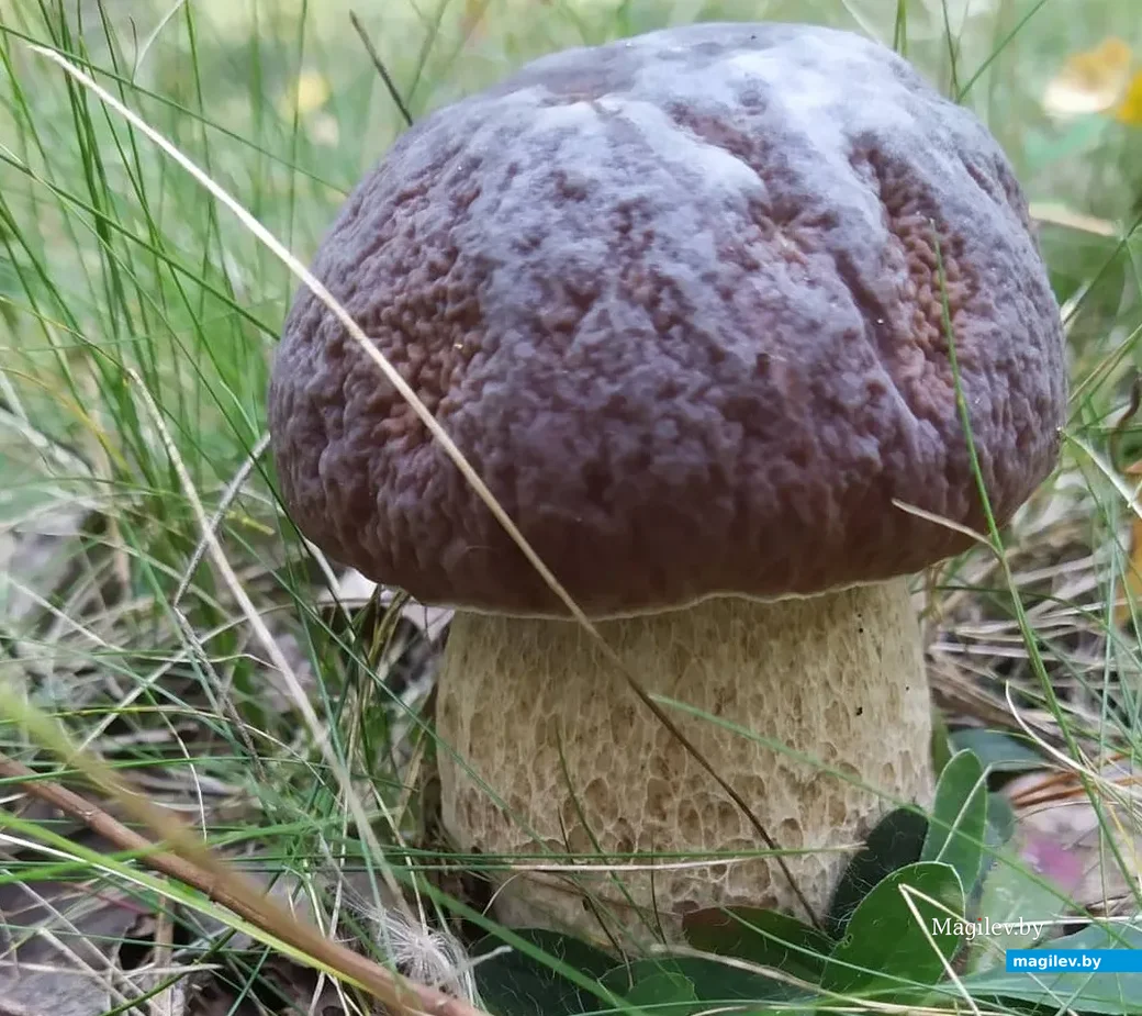 Фото Сергея Прибушени из деревни Таль Минской области.