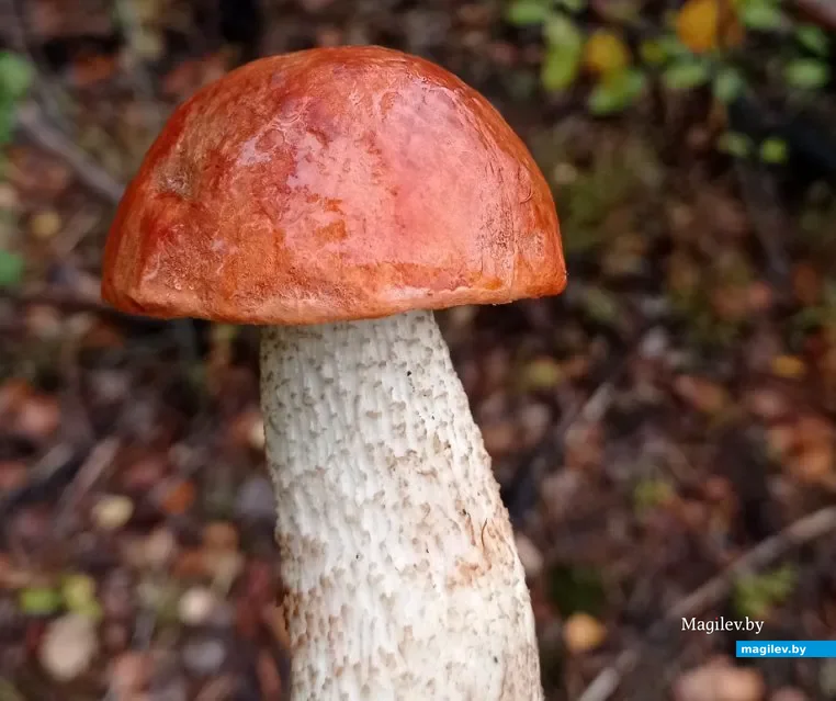 Лидии Аюкиной из Гомеля.