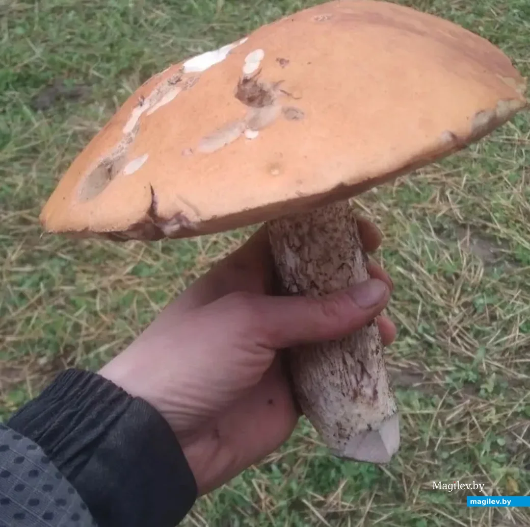 Фото Екатерины Быковой из деревни Малая Грава Осиповичского района.